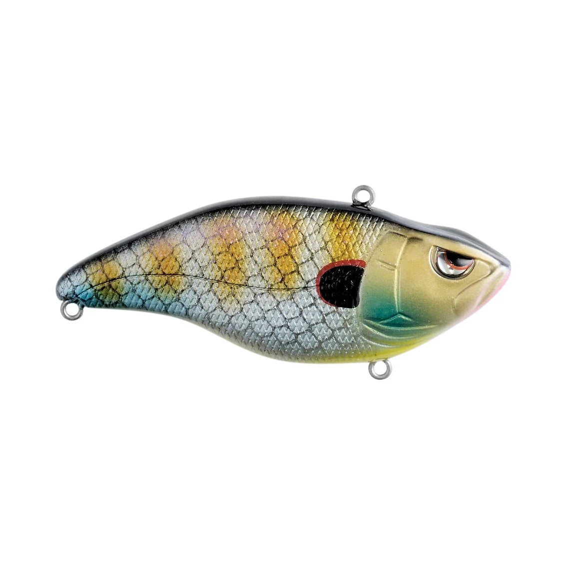 Aruku Shad
