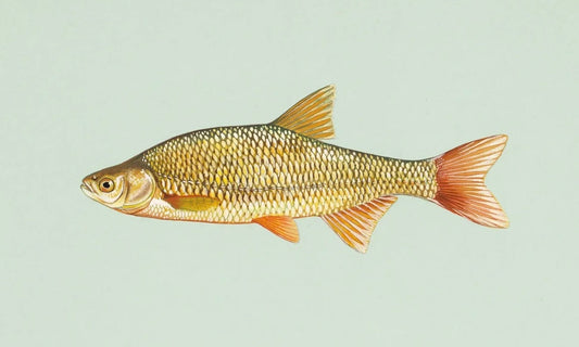 Wild Shiners 101: How to Keep Your Shiners Alive Longer to Catch More Fish!