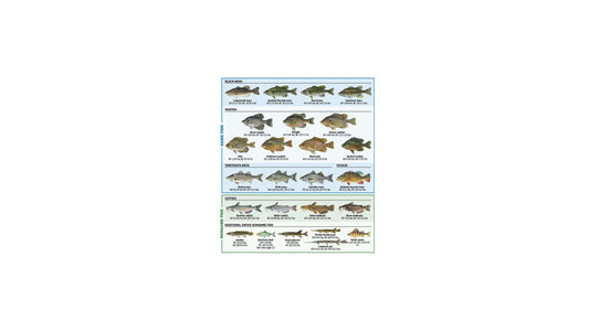 New Angler Guide: Targeting Freshwater Species in Florida