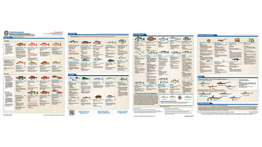 New Angler Guide: Targeting Saltwater Species in Florida