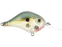 Green Gizzard Shad