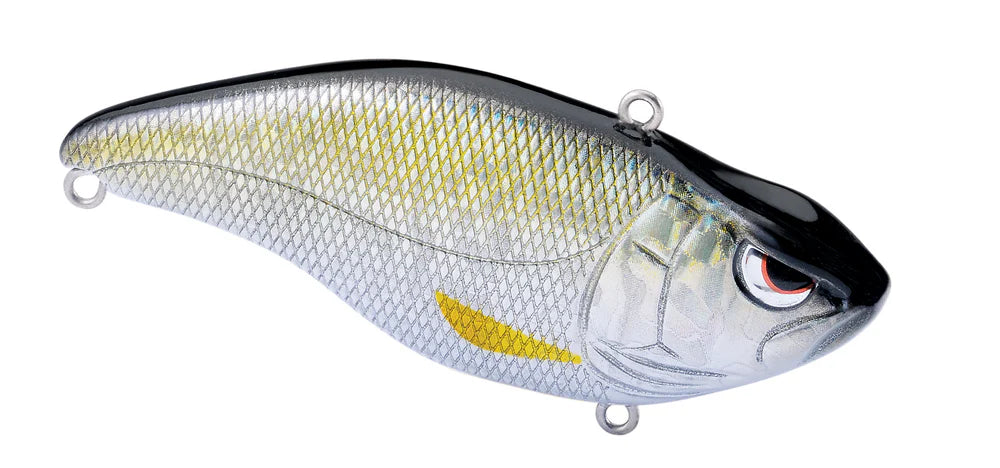 Aruku Shad
